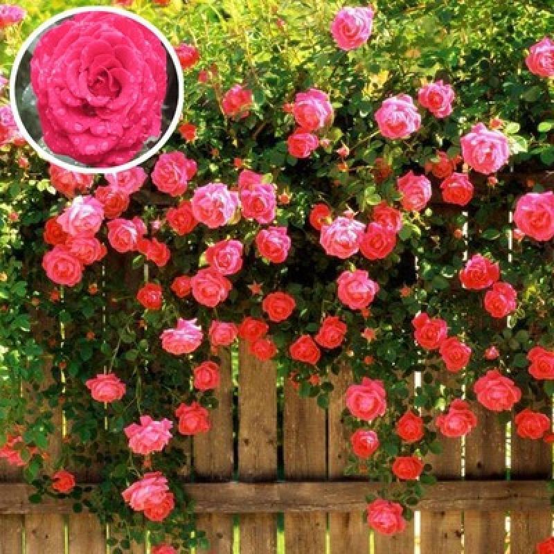 Climbing Wall Rose Seed Seeds Four Seasons Planting Outdoor Garden Flower Seeds