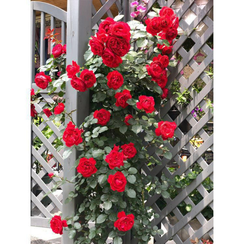 Climbing Vine Chinese Rose Rose Flowering Species Seed Rose Seed Flowering Species