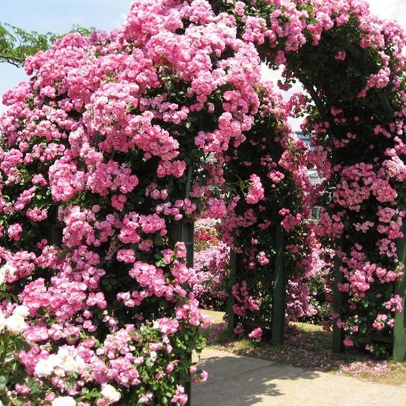 Climbing Wall Rose Seed Seeds Four Seasons Planting Outdoor Garden Flower Seeds