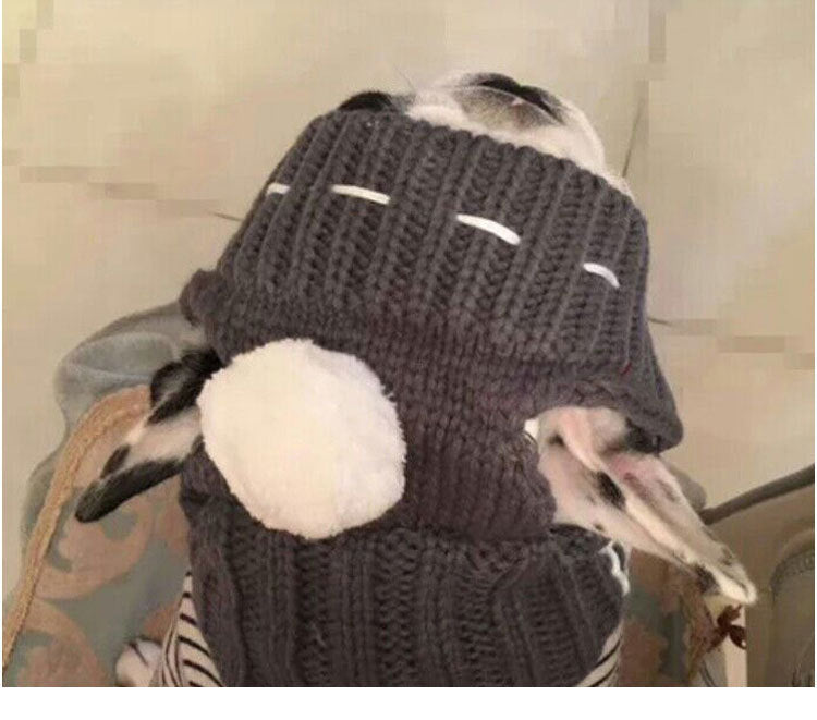 Anglo-FrenchBulldog Pug Funny Hat