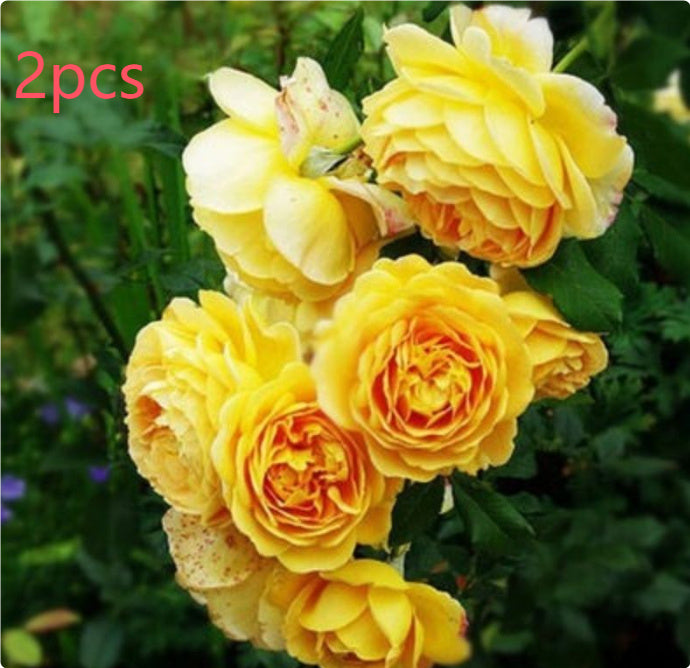 Climbing Wall Rose Seed Seeds Four Seasons Planting Outdoor Garden Flower Seeds