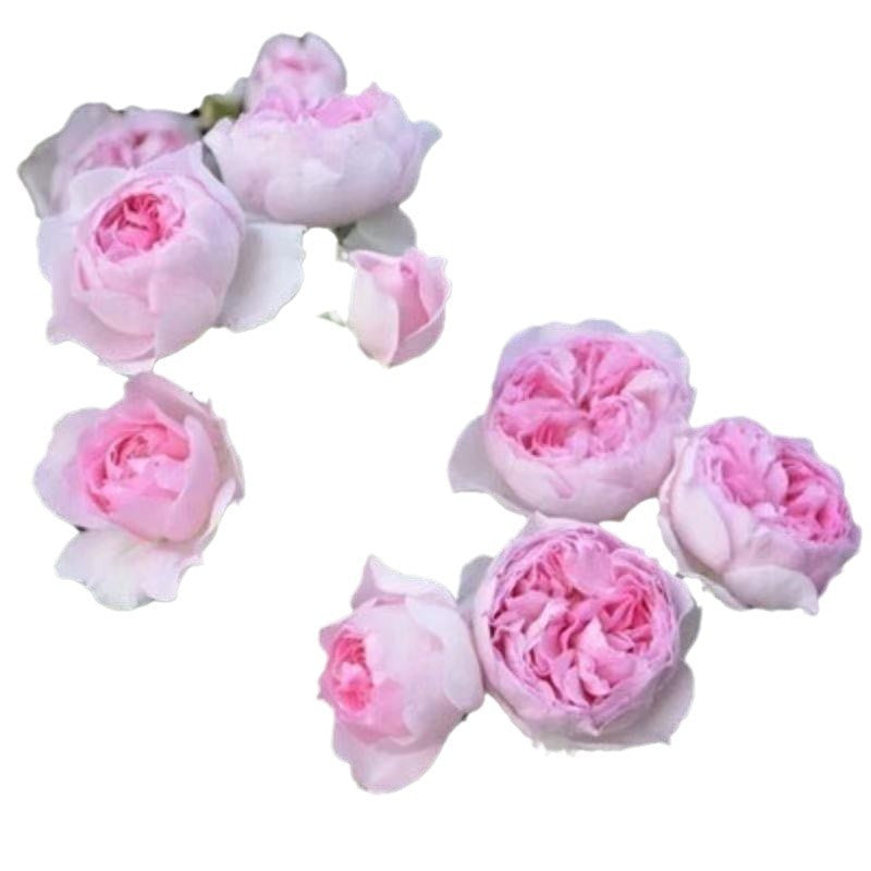 Climbing Vine Chinese Rose Rose Flowering Species Seed Rose Seed Flowering Species