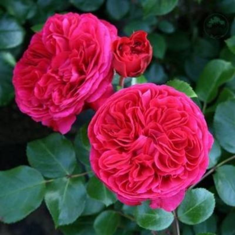 Climbing Wall Rose Seed Seeds Four Seasons Planting Outdoor Garden Flower Seeds