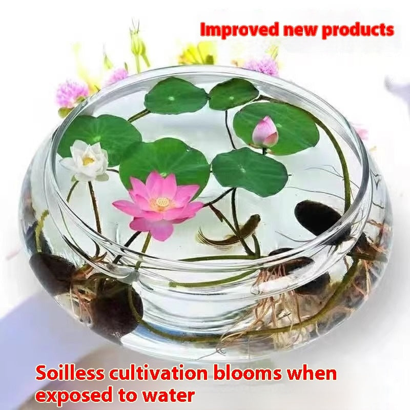 Bowl Lotus Lotus Seed Fish Tank Hydroponic Plant Indoor Hydroponic