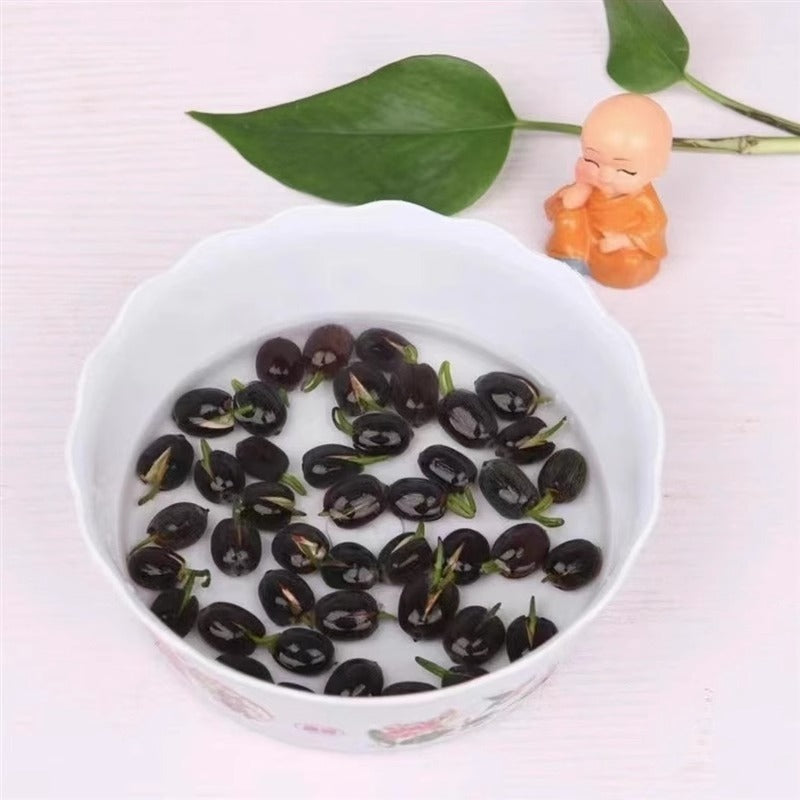 Bowl Lotus Lotus Seed Fish Tank Hydroponic Plant Indoor Hydroponic