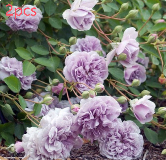 Climbing Wall Rose Seed Seeds Four Seasons Planting Outdoor Garden Flower Seeds