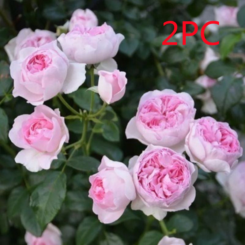 Climbing Wall Rose Seed Seeds Four Seasons Planting Outdoor Garden Flower Seeds