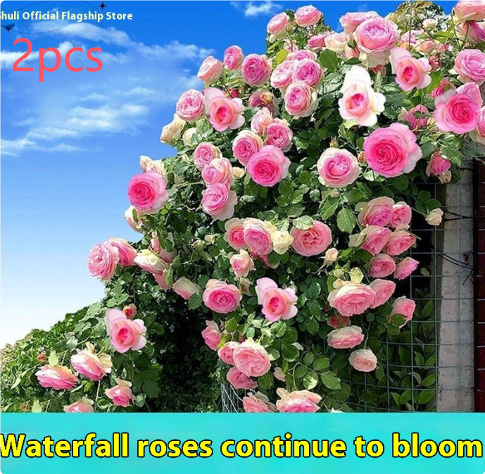 Climbing Wall Rose Seed Seeds Four Seasons Planting Outdoor Garden Flower Seeds