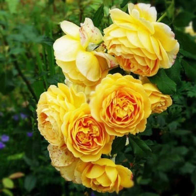 Climbing Wall Rose Seed Seeds Four Seasons Planting Outdoor Garden Flower Seeds