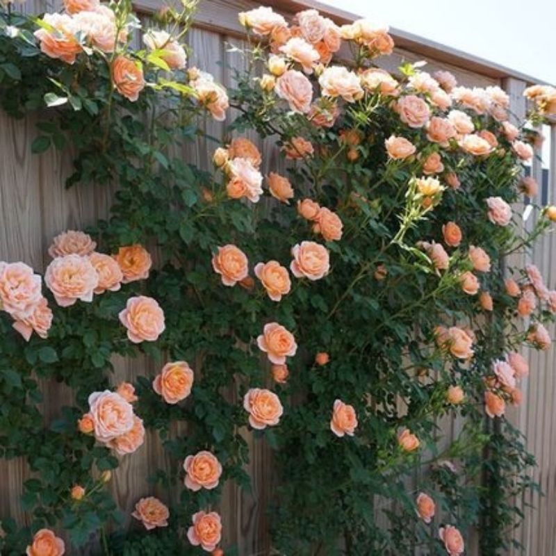 Climbing Wall Rose Seed Seeds Four Seasons Planting Outdoor Garden Flower Seeds