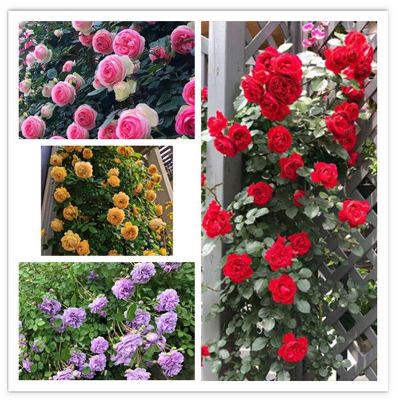 Climbing Vine Chinese Rose Rose Flowering Species Seed Rose Seed Flowering Species