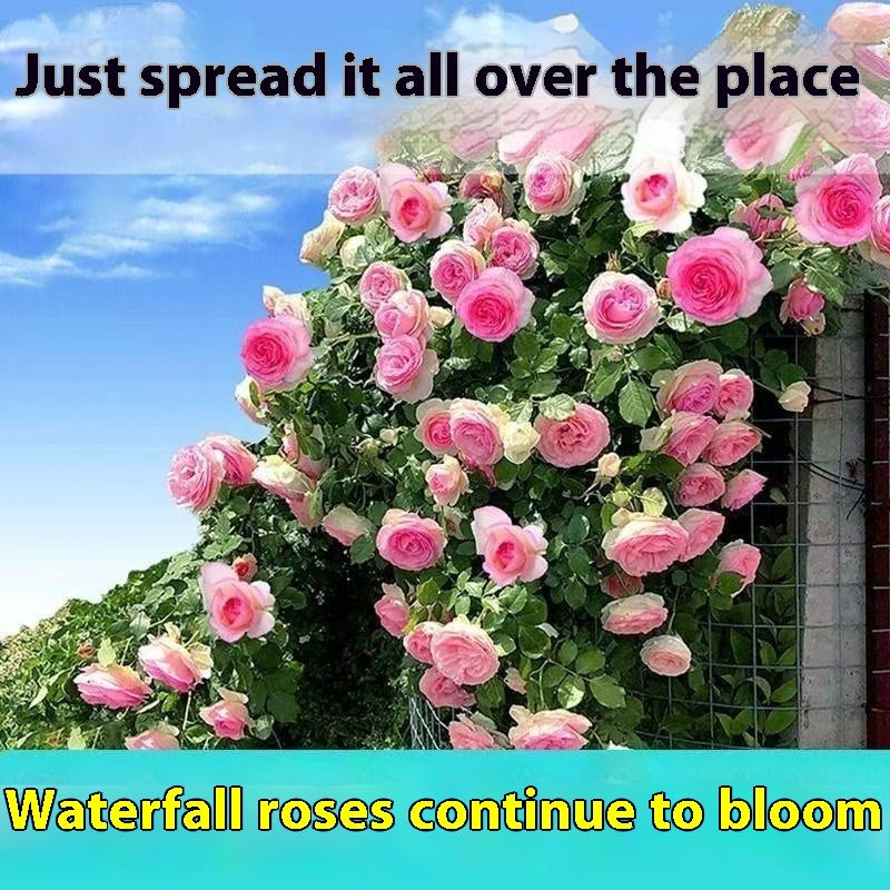 Climbing Vine Chinese Rose Rose Flowering Species Seed Rose Seed Flowering Species