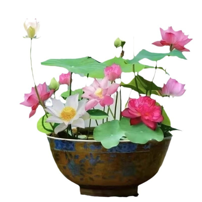 Bowl Lotus Lotus Seed Fish Tank Hydroponic Plant Indoor Hydroponic