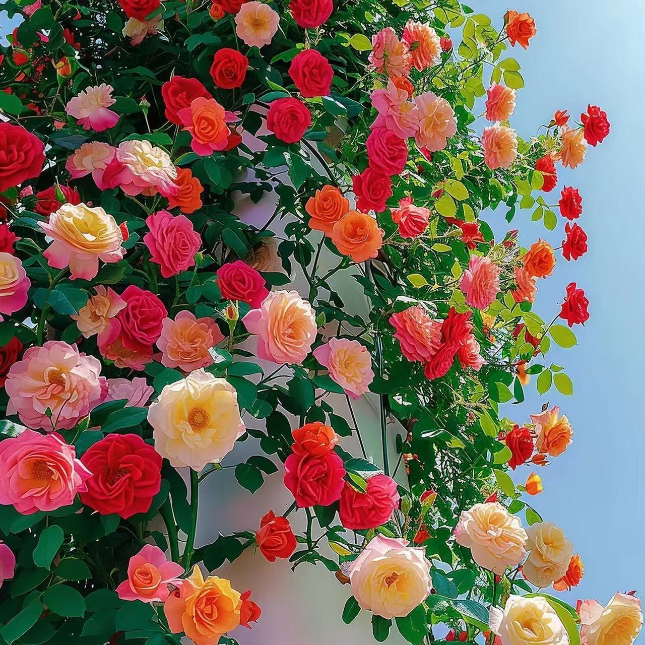 Climbing Vine Chinese Rose Rose Flowering Species Seed Rose Seed Flowering Species