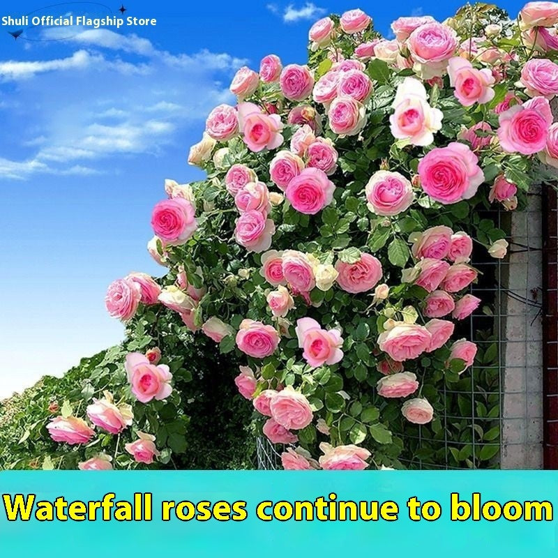 Climbing Wall Rose Seed Seeds Four Seasons Planting Outdoor Garden Flower Seeds
