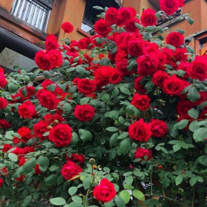 Climbing Wall Rose Seed Seeds Four Seasons Planting Outdoor Garden Flower Seeds