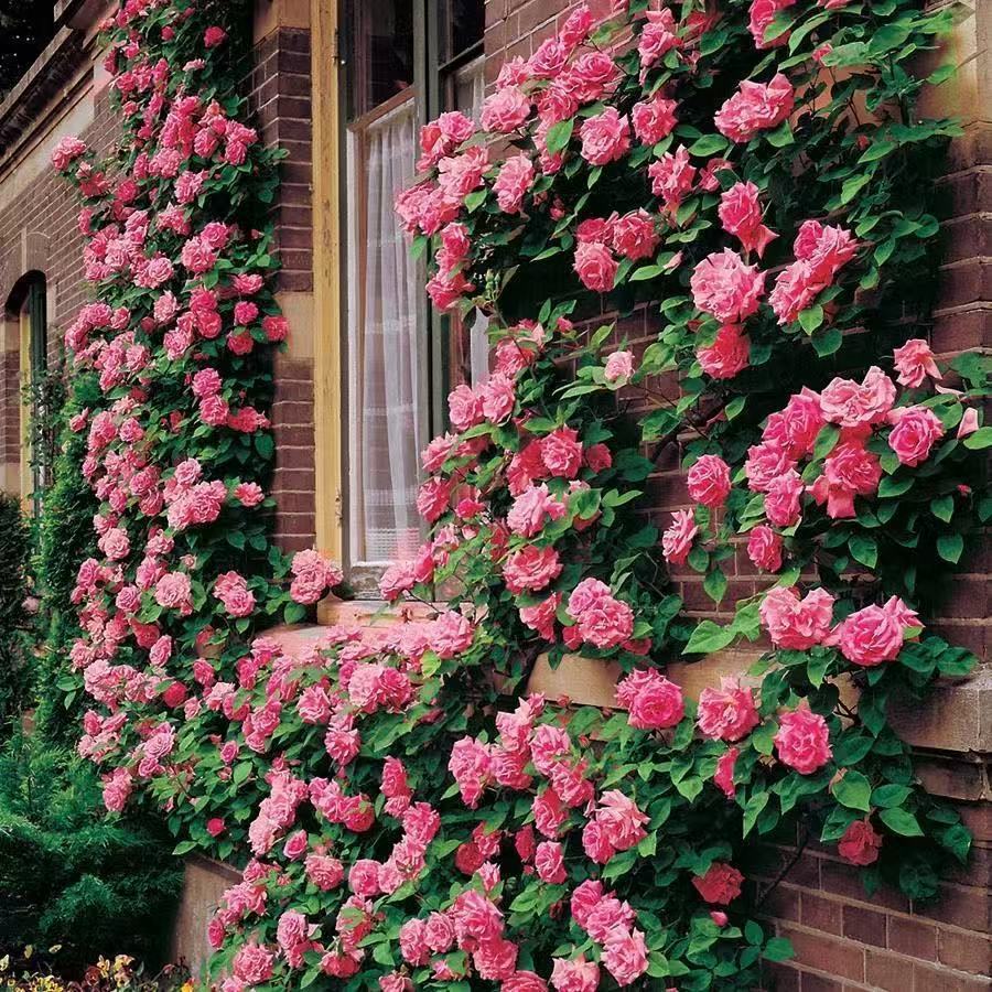 Climbing Vine Chinese Rose Rose Flowering Species Seed Rose Seed Flowering Species