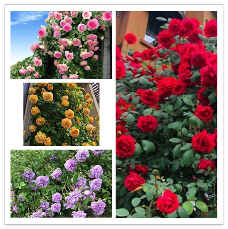 Climbing Wall Rose Seed Seeds Four Seasons Planting Outdoor Garden Flower Seeds