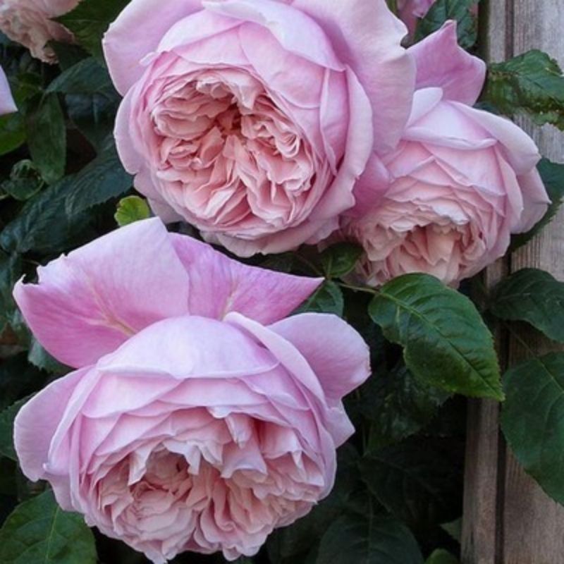 Climbing Wall Rose Seed Seeds Four Seasons Planting Outdoor Garden Flower Seeds