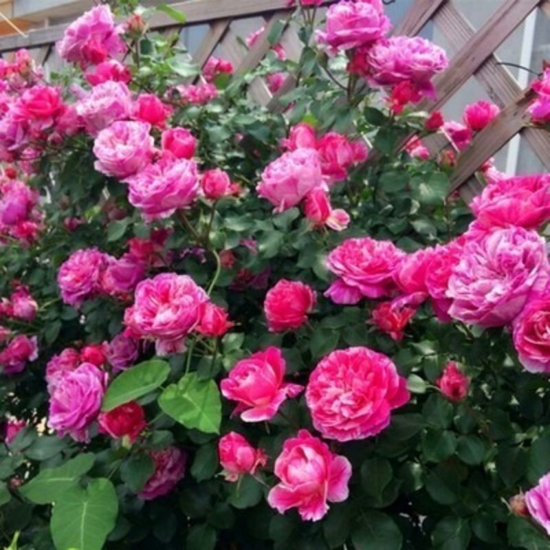 Climbing Wall Rose Seed Seeds Four Seasons Planting Outdoor Garden Flower Seeds