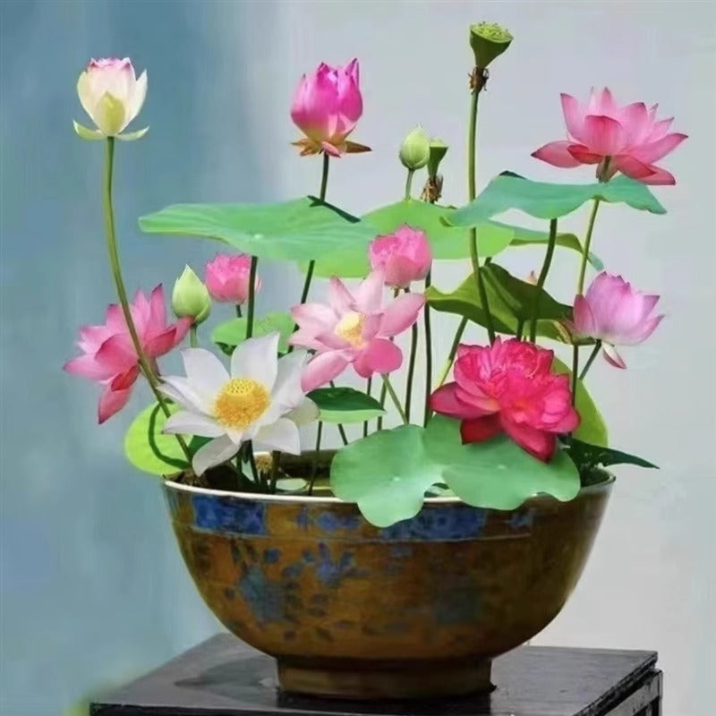 Bowl Lotus Lotus Seed Fish Tank Hydroponic Plant Indoor Hydroponic