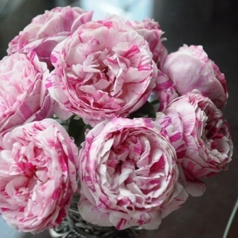 Climbing Wall Rose Seed Seeds Four Seasons Planting Outdoor Garden Flower Seeds