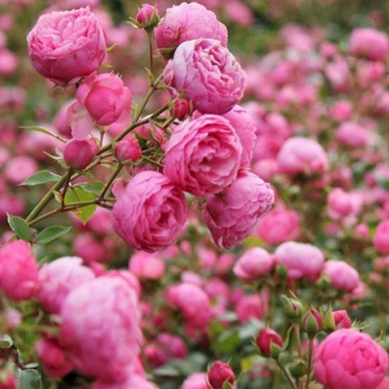 Climbing Wall Rose Seed Seeds Four Seasons Planting Outdoor Garden Flower Seeds